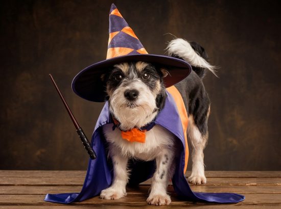 Pawsitively Spooky: 6 Halloween Costumes for Your Furry Friend!