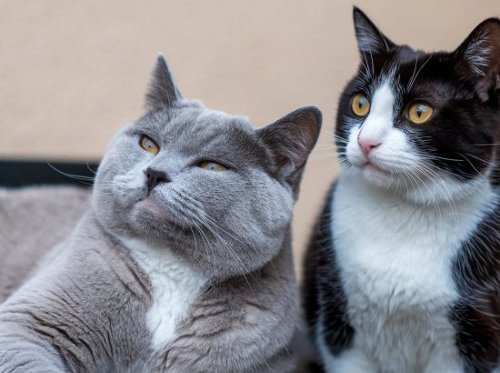 Purr-fectly Gorgeous: 5 Stunning Cats That Will Take Your Breath Away