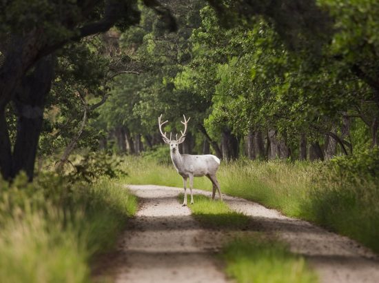 Buck Stops Here: The Ultimate Deer Wallpaper Collection