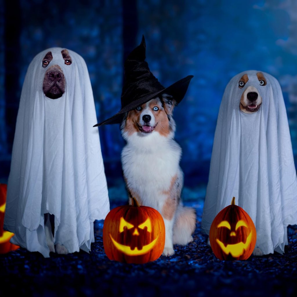 Halloween Ghost Dog Costume Dog White Costumes Ghost Costumes for Dogs Cats Halloween Dog Cosplay Costume Halloween Trick or Treat Party Cosplay for Dog (27.5 x 39.3 inches)